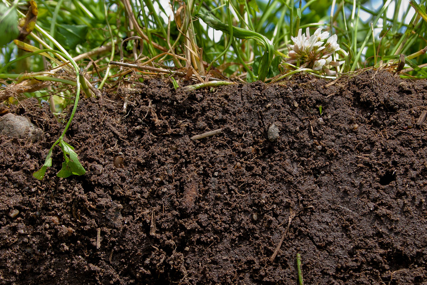 Почвы малоплодородны и сильно заболочены короткие. Чернозем гумус. Торф гумус. Humus Soil. Дерново-перегнойные почвы.